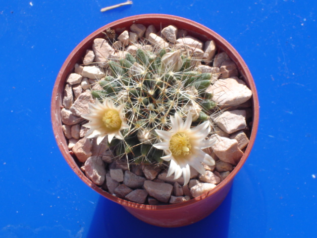 Mammillaria johnstonii v. sancarlensis 