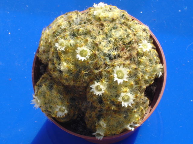 Mammillaria schiedeana 