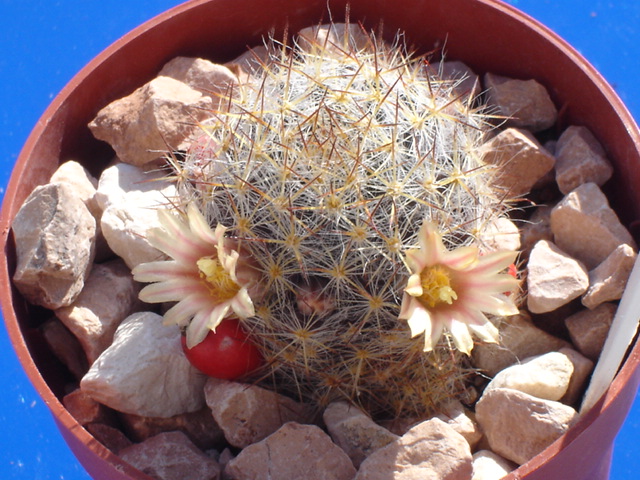 Mammillaria prolifera 