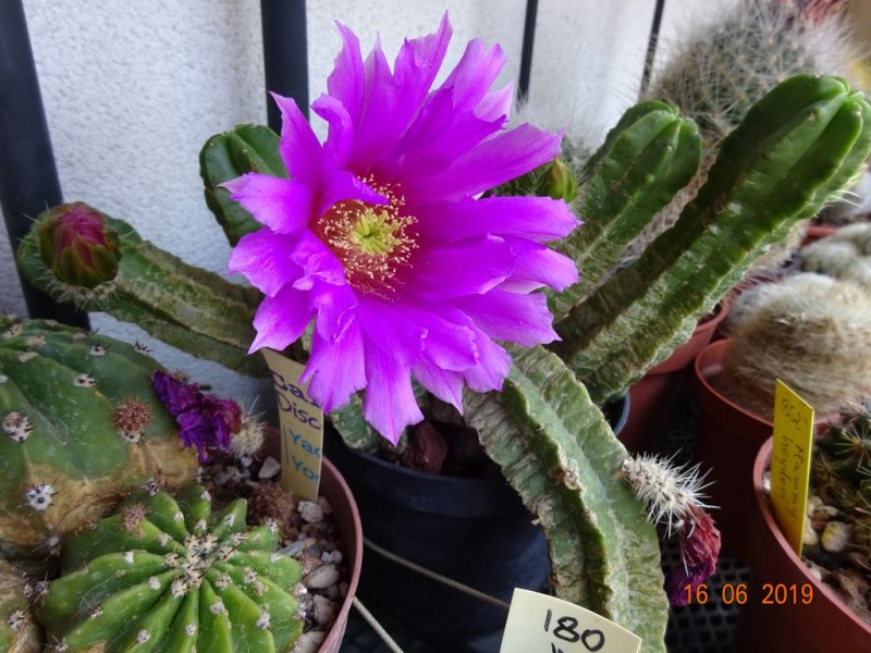 Echinocereus  viereckii ssp. morricalii 