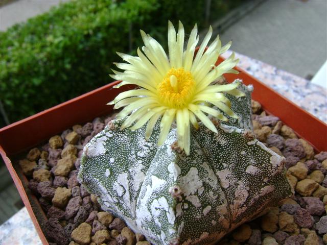 Astrophytum myriostigma cv. hakuun 