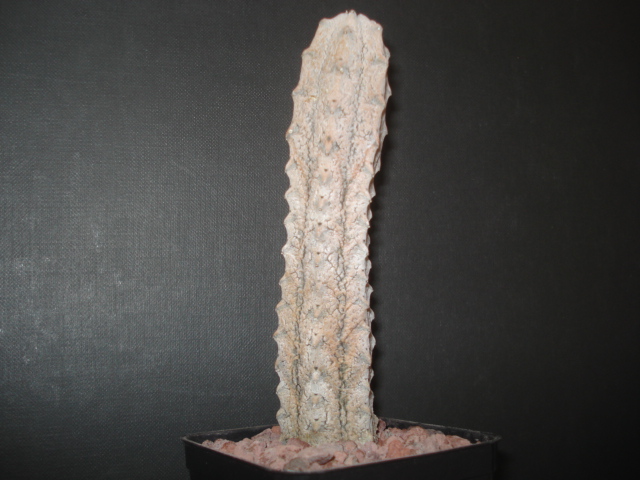 Euphorbia abdelkuri 