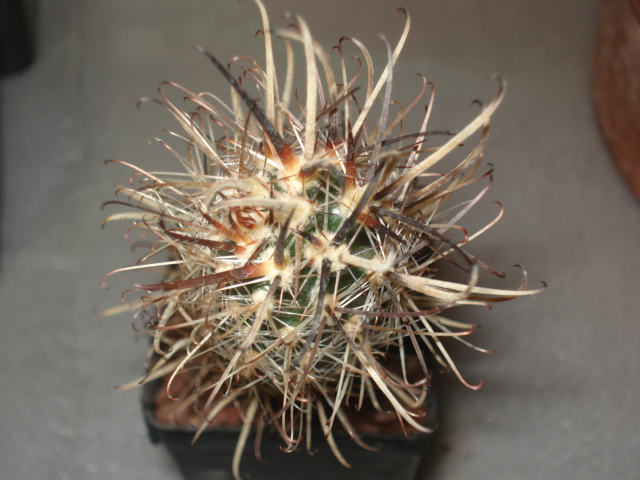 Austrocactus bertinii 