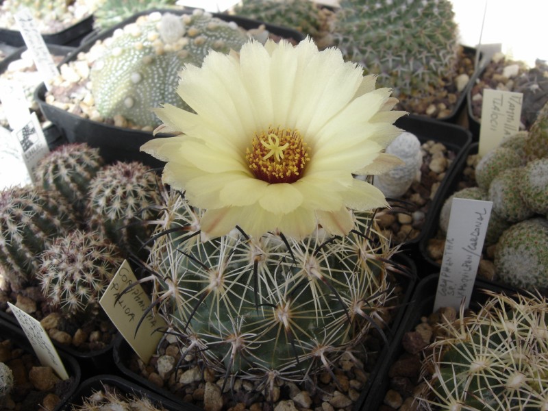 Coryphantha pallida 