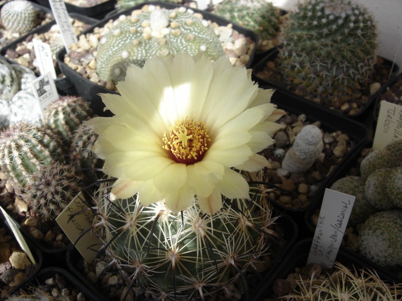 Coryphantha pallida 