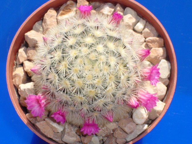 Mammillaria carmenae 