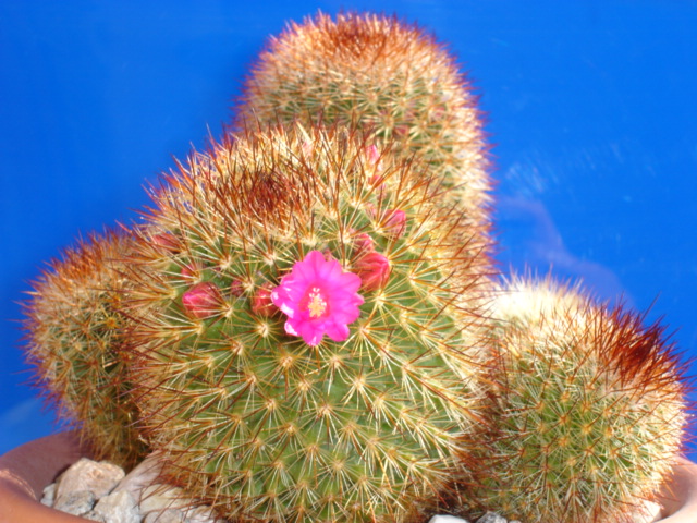 Mammillaria spinosissima 