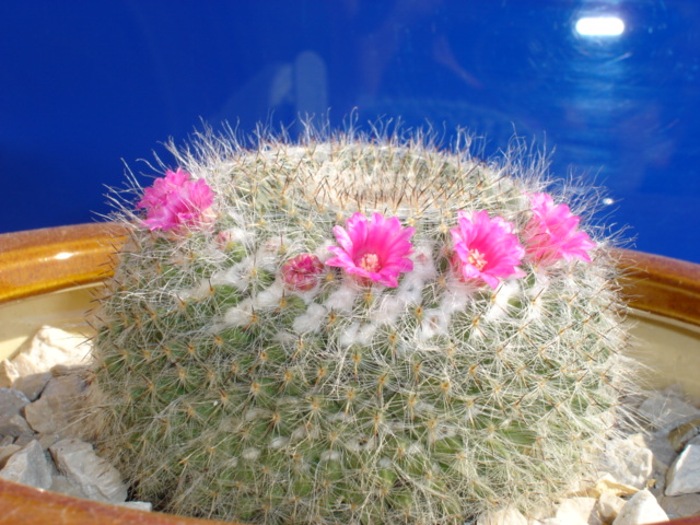 Mammillaria hahniana 