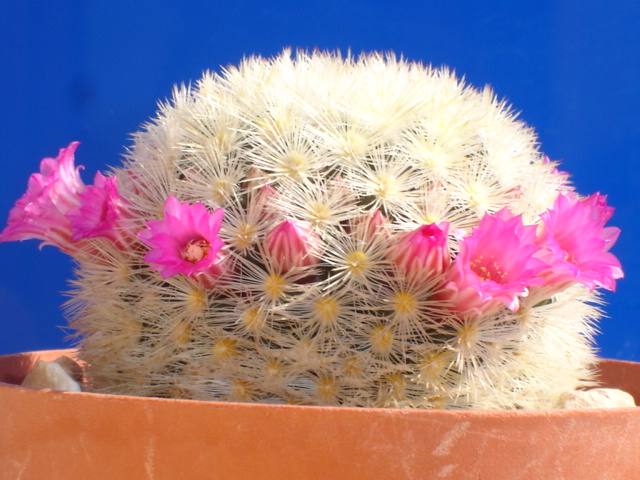 Mammillaria carmenae 