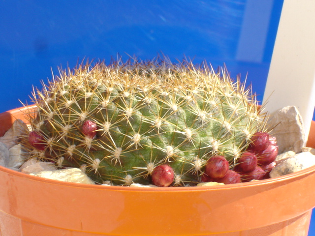 Rebutia marsoneri 