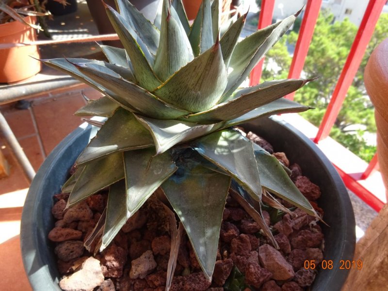 Agave pumila 