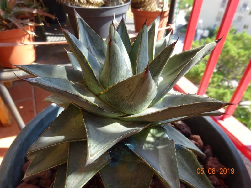 Agave pumila 