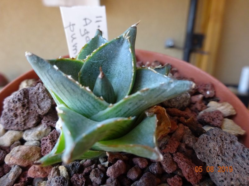 Agave pumila 