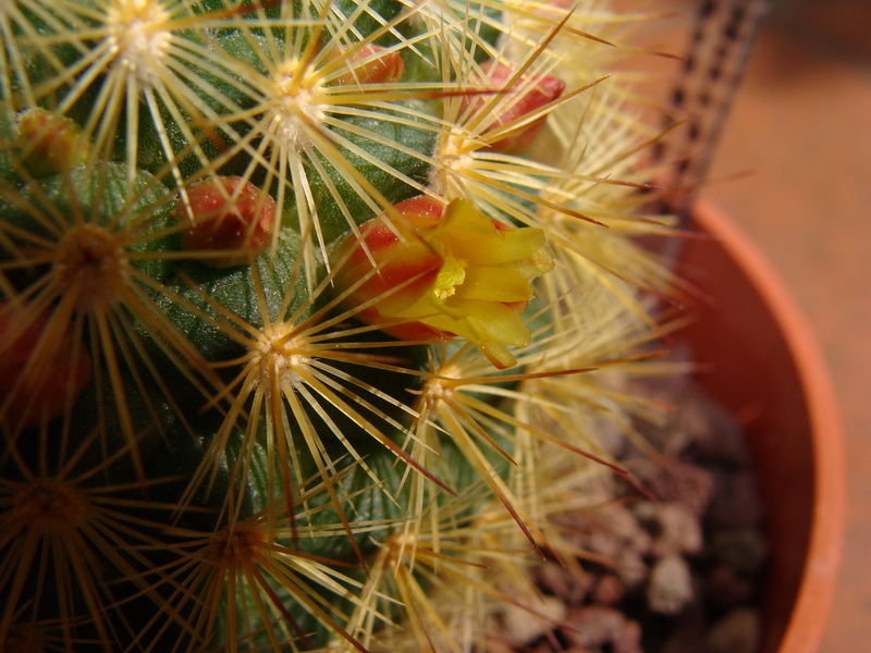Mammillaria densispina 
