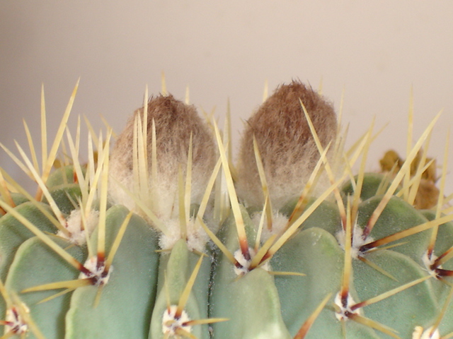 Parodia buiningii 