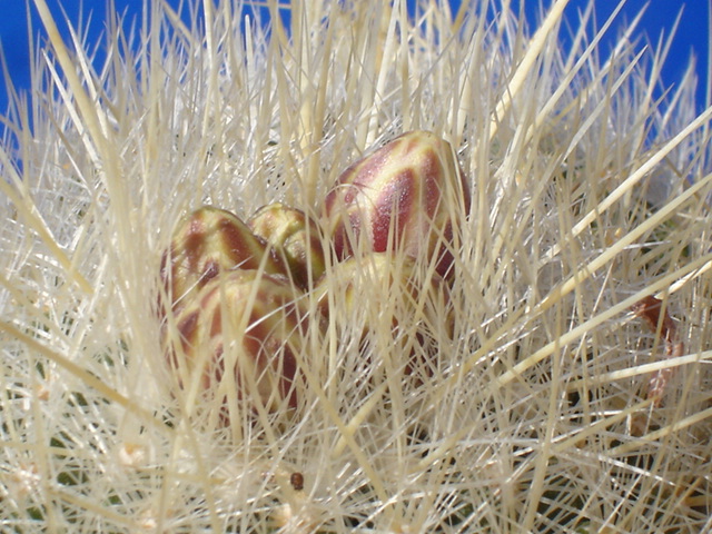 Thelocactus macdowellii 