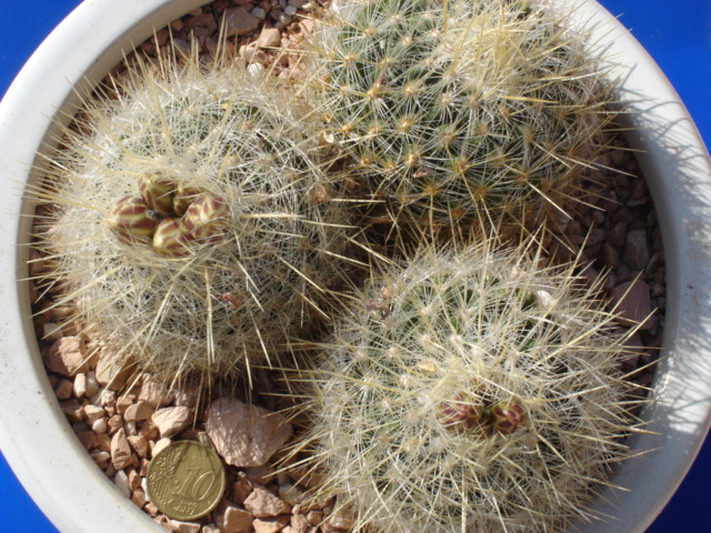 Thelocactus macdowellii 