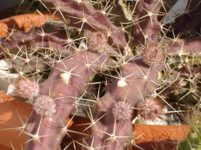 Echinocereus Pentalophus 