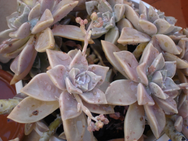 Graptopetalum paraguayense 