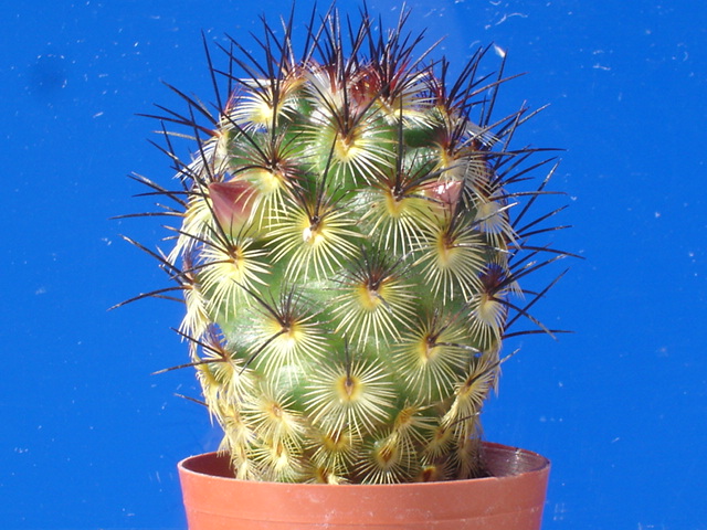 Mammillaria  