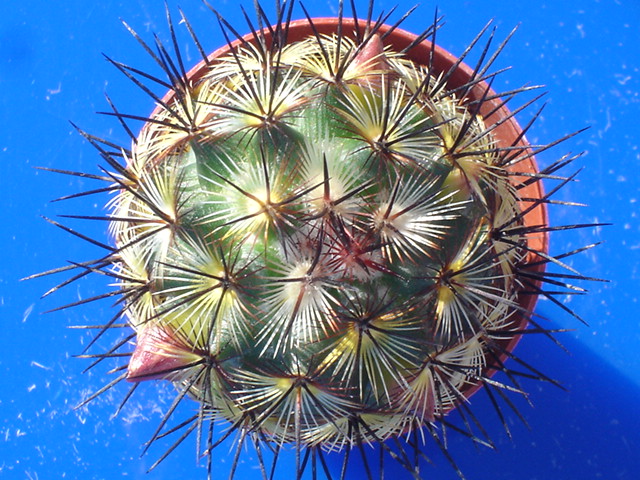 Mammillaria  