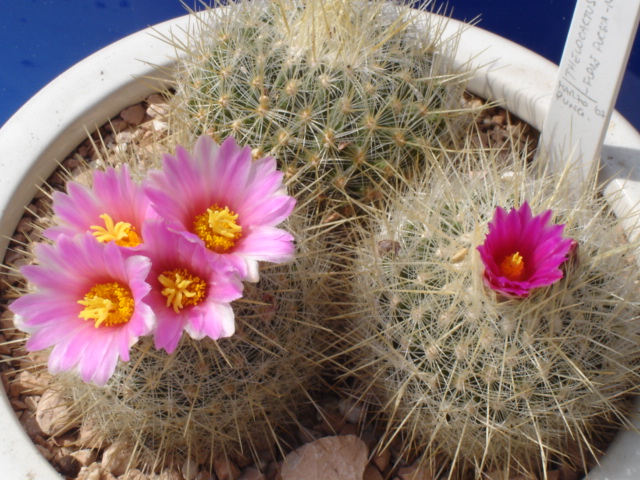 Thelocactus macdowellii 