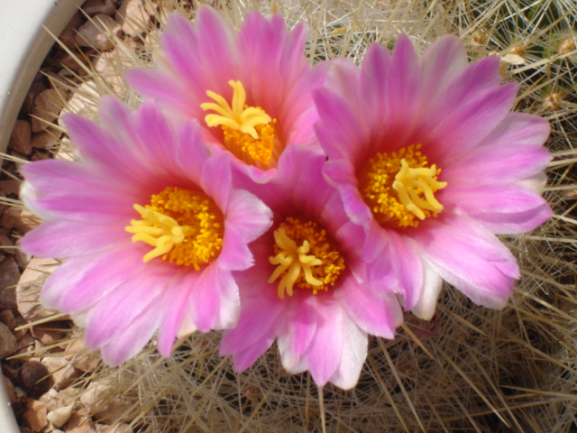 Thelocactus macdowellii 