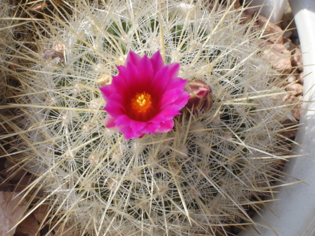 Thelocactus macdowellii 