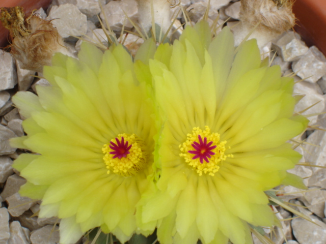 Parodia buiningii 