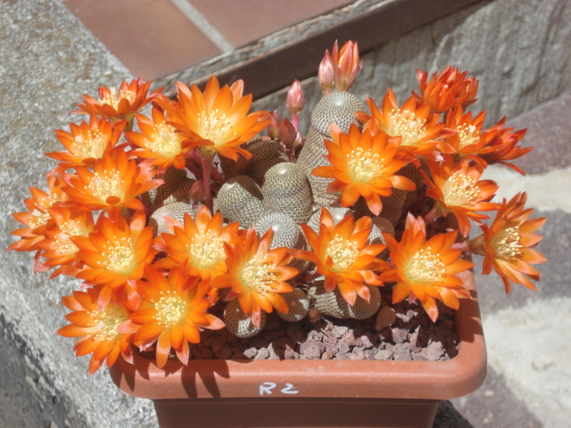 Rebutia heliosa  