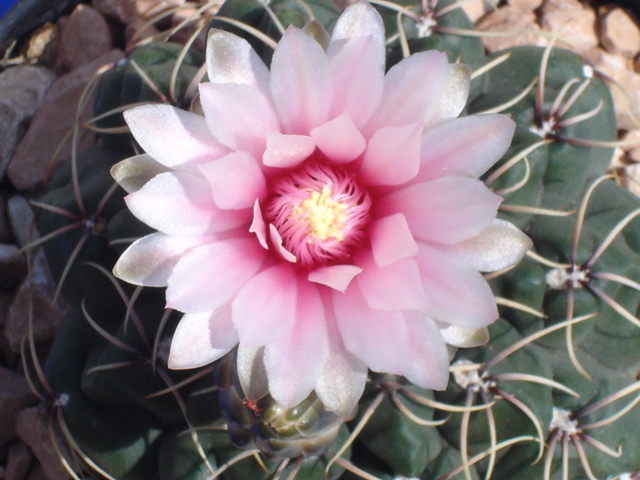 Gymnocalycium baldianum 