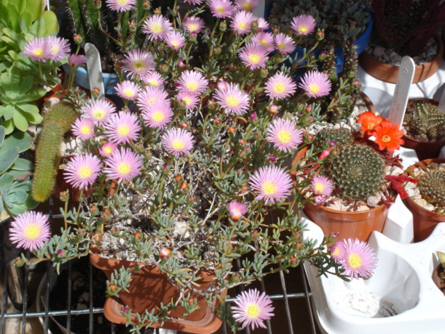 Delosperma cooperi 