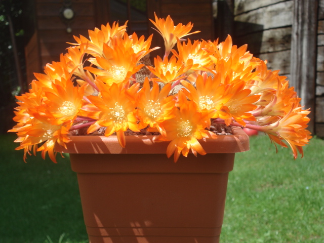 Rebutia heliosa 