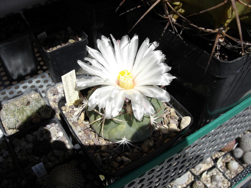 Thelocactus hexaedrophorus 