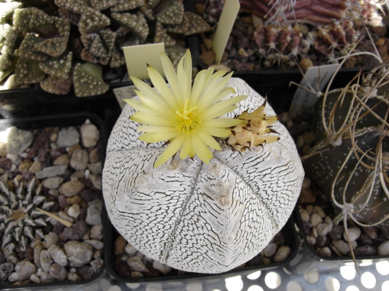 Astrophytum myriostigma cv. onzuka 