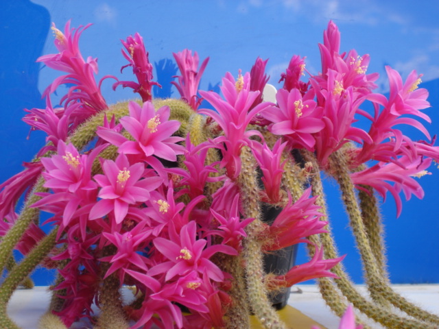 Aporocactus flagelliformis 