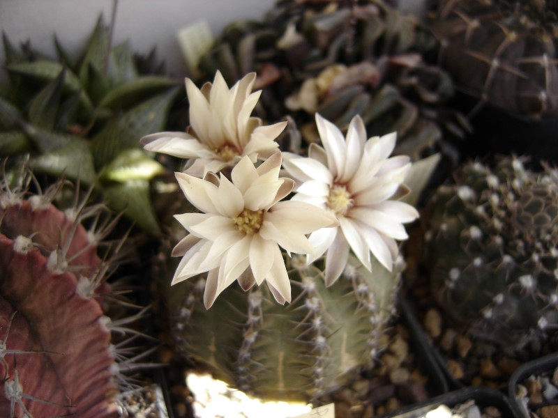 Gymnocalycium quehlianum 