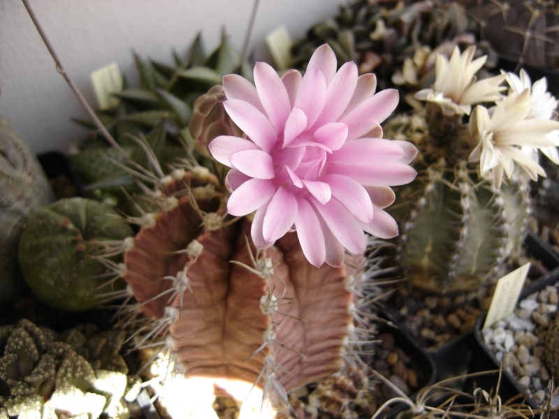 Gymnocalycium stenopleurum 