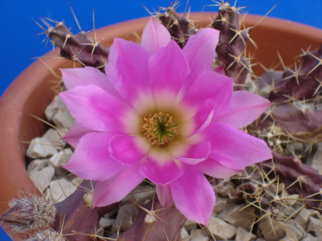 Echinocereus pentalophus 