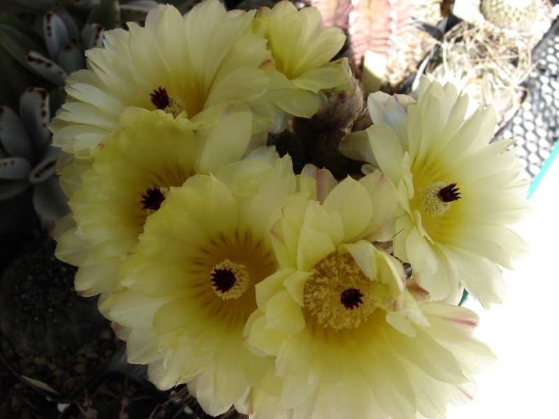 Notocactus mammulosus 