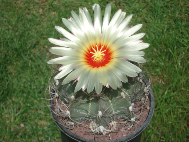 Astrophytum capricorne 