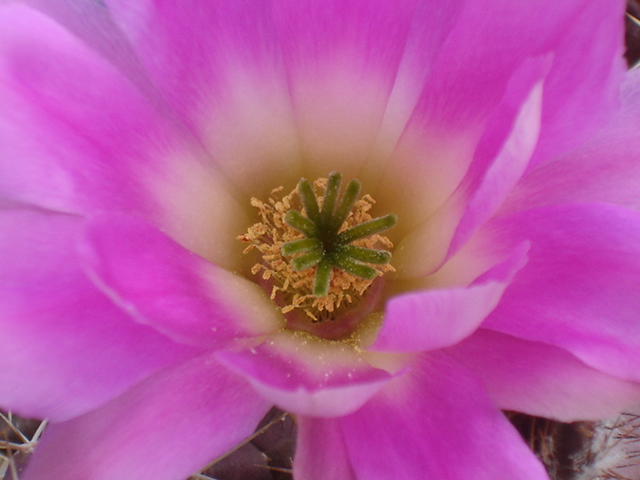 Echinocereus pentalophus 