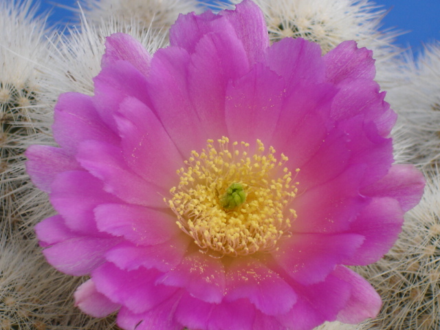 Echinocereus nivosus 