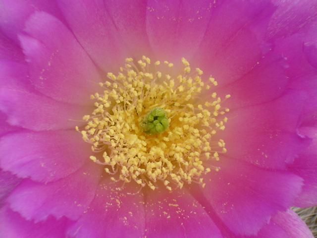 Echinocereus nivosus 