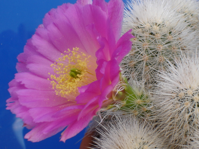 Echinocereus  nivosus 