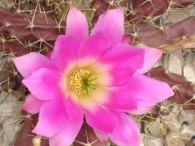 Echinocereus pentalophus 