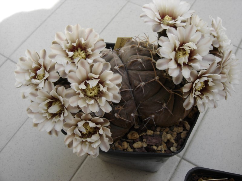 Gymnocalycium stellatum 