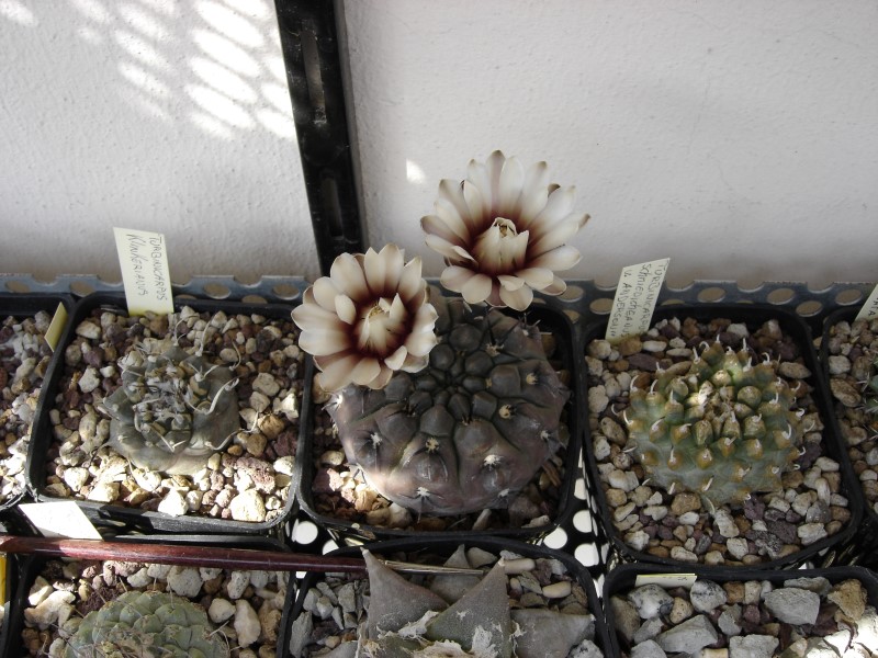 Gymnocalycium striglianum R548