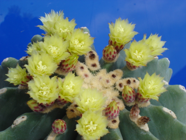 Ferocactus glaucescens v. inermis 