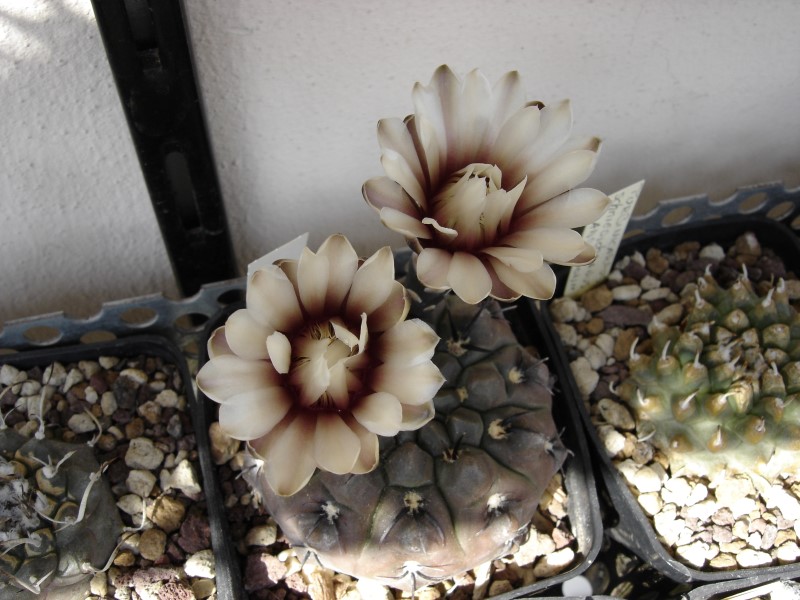 Gymnocalycium striglianum R548